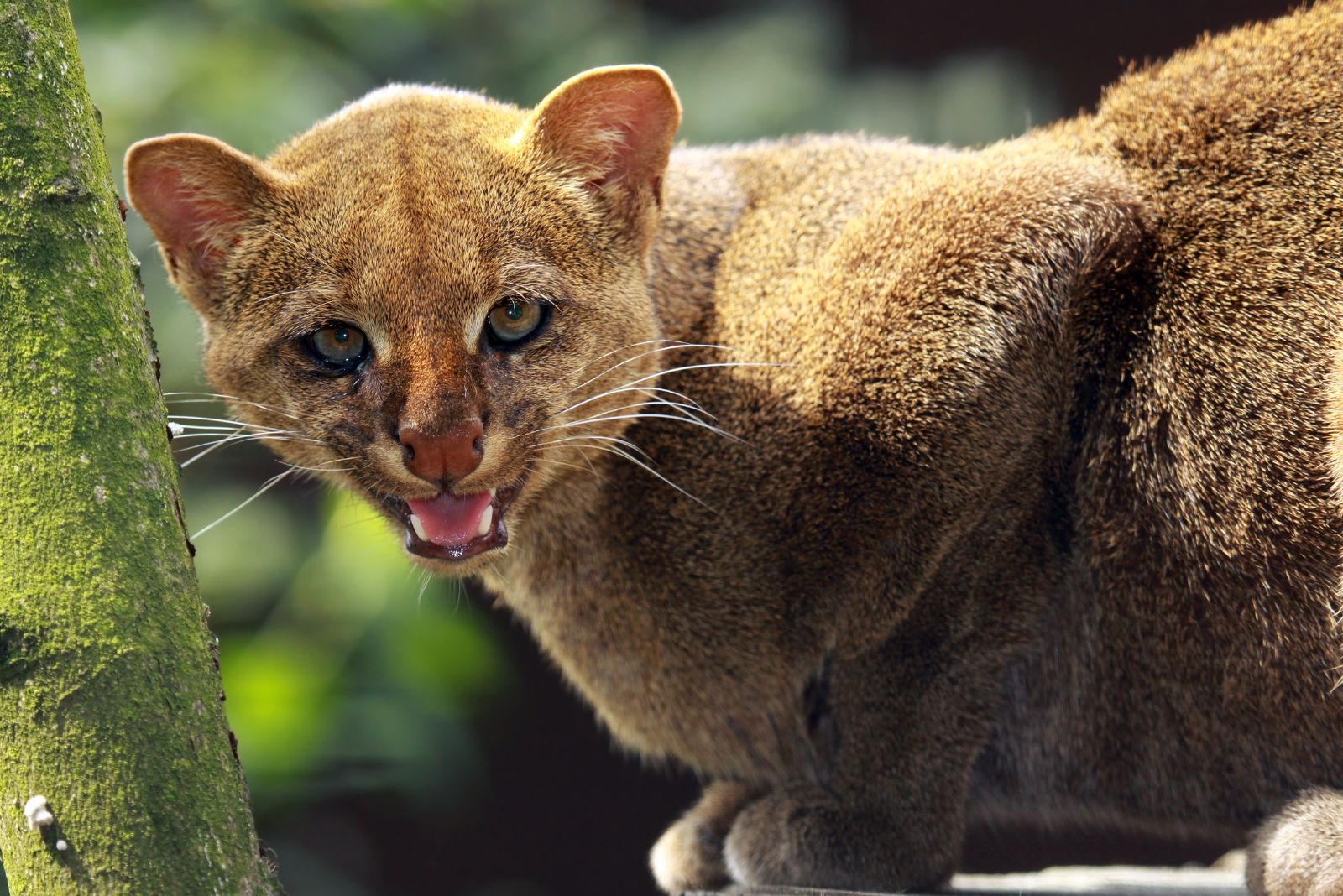 Jaguarundi