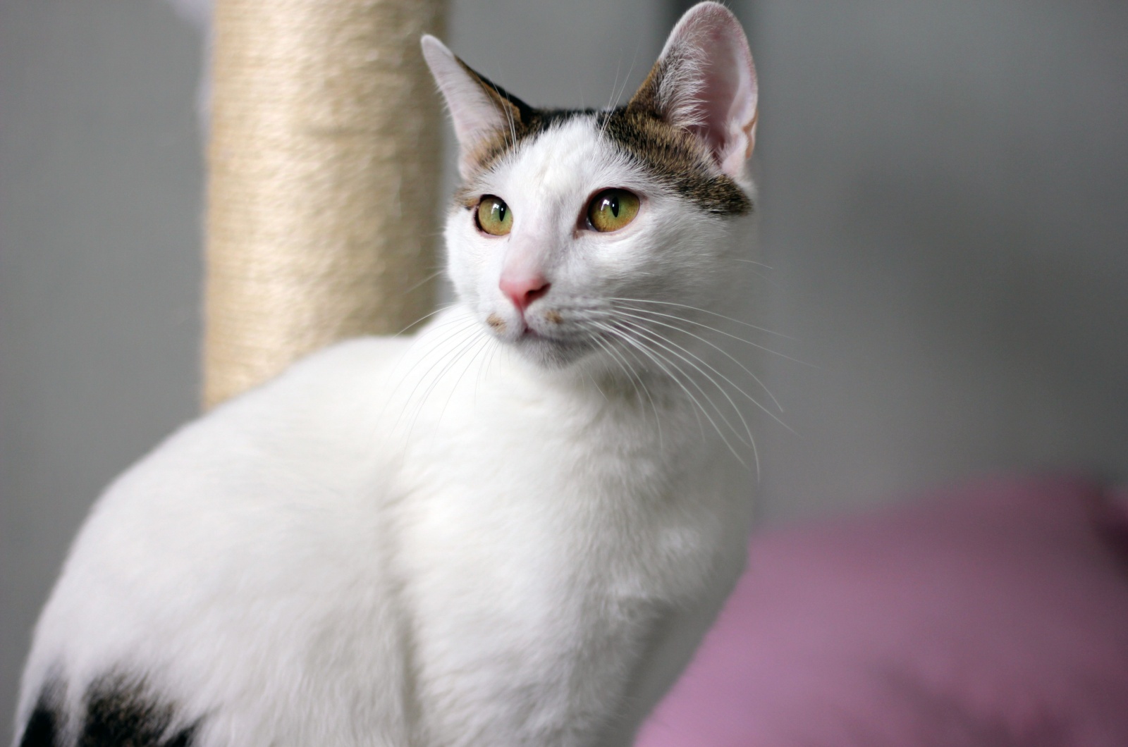 Japanese Bobtail