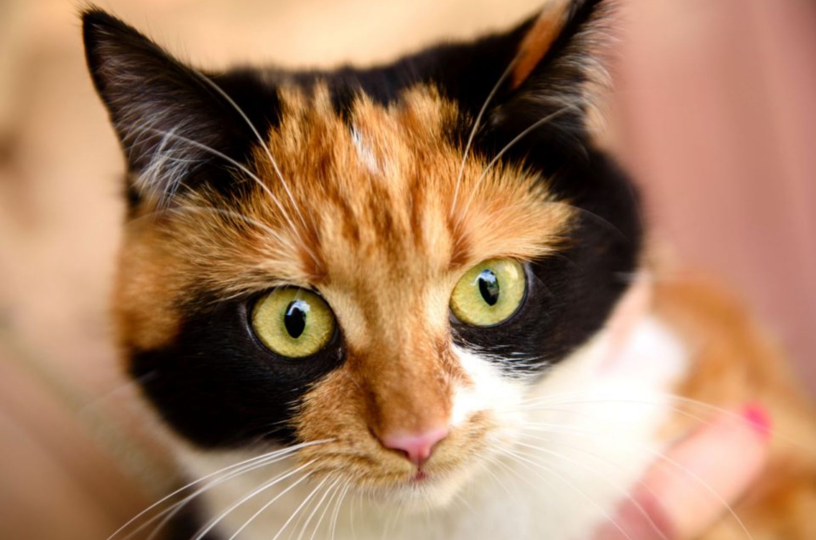 Japanese Bobtail Cat