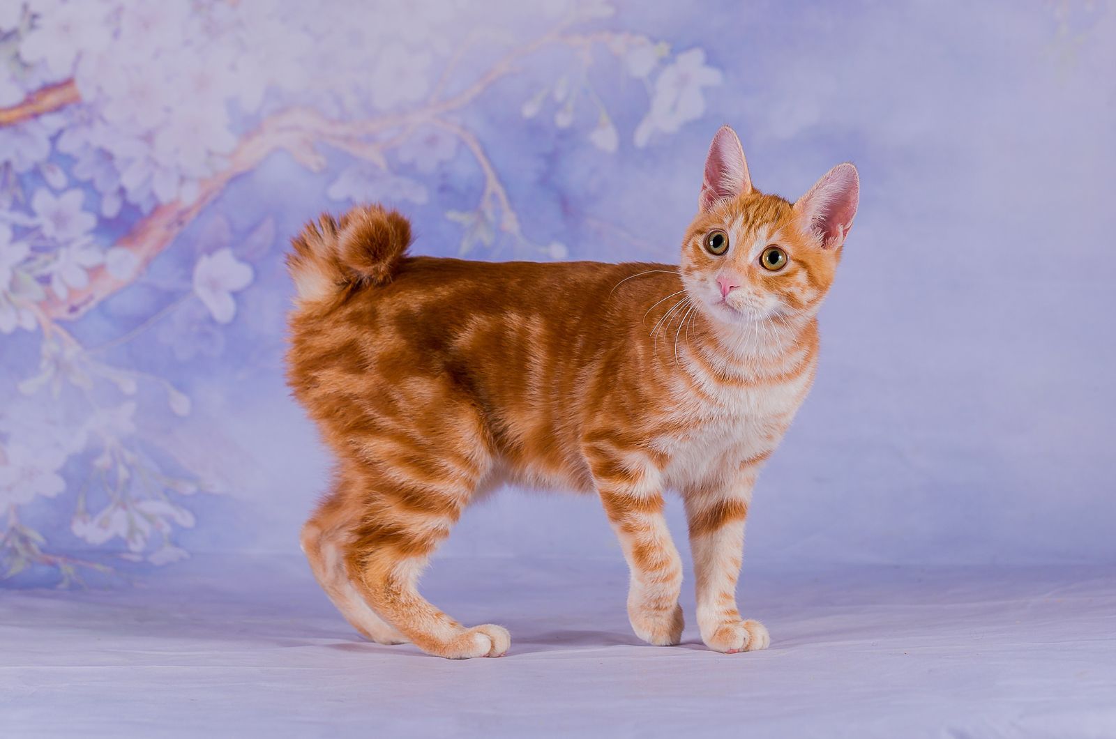 Japanese Bobtail Cat