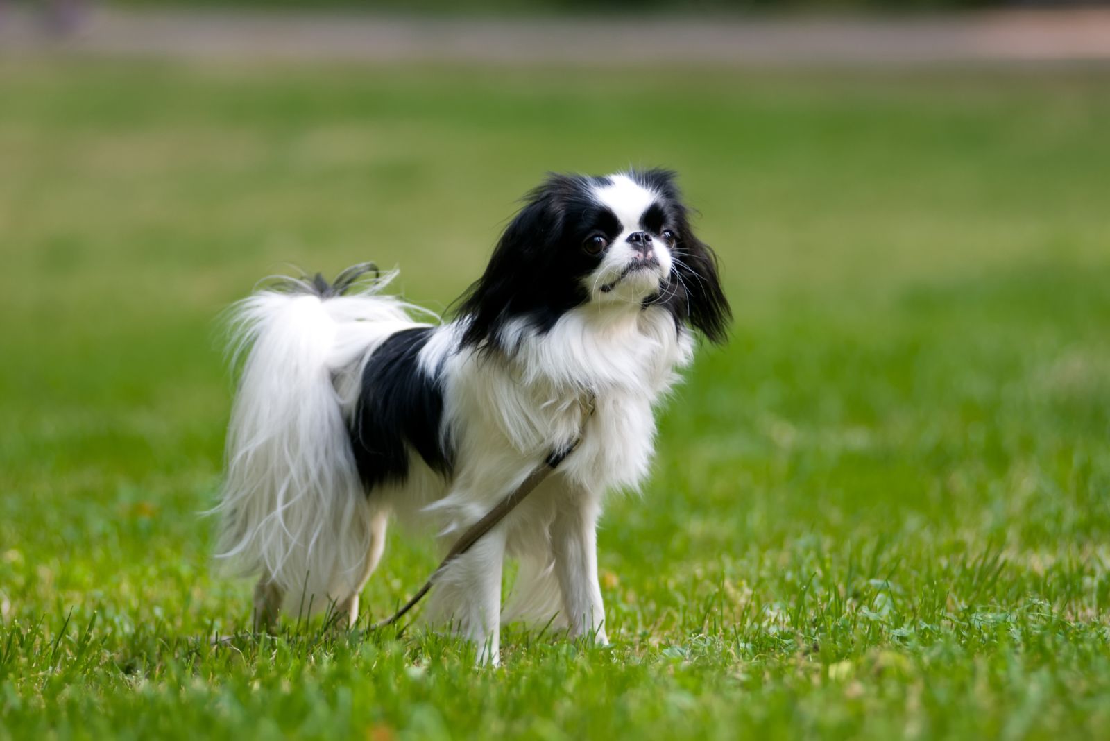 Japanese Chin