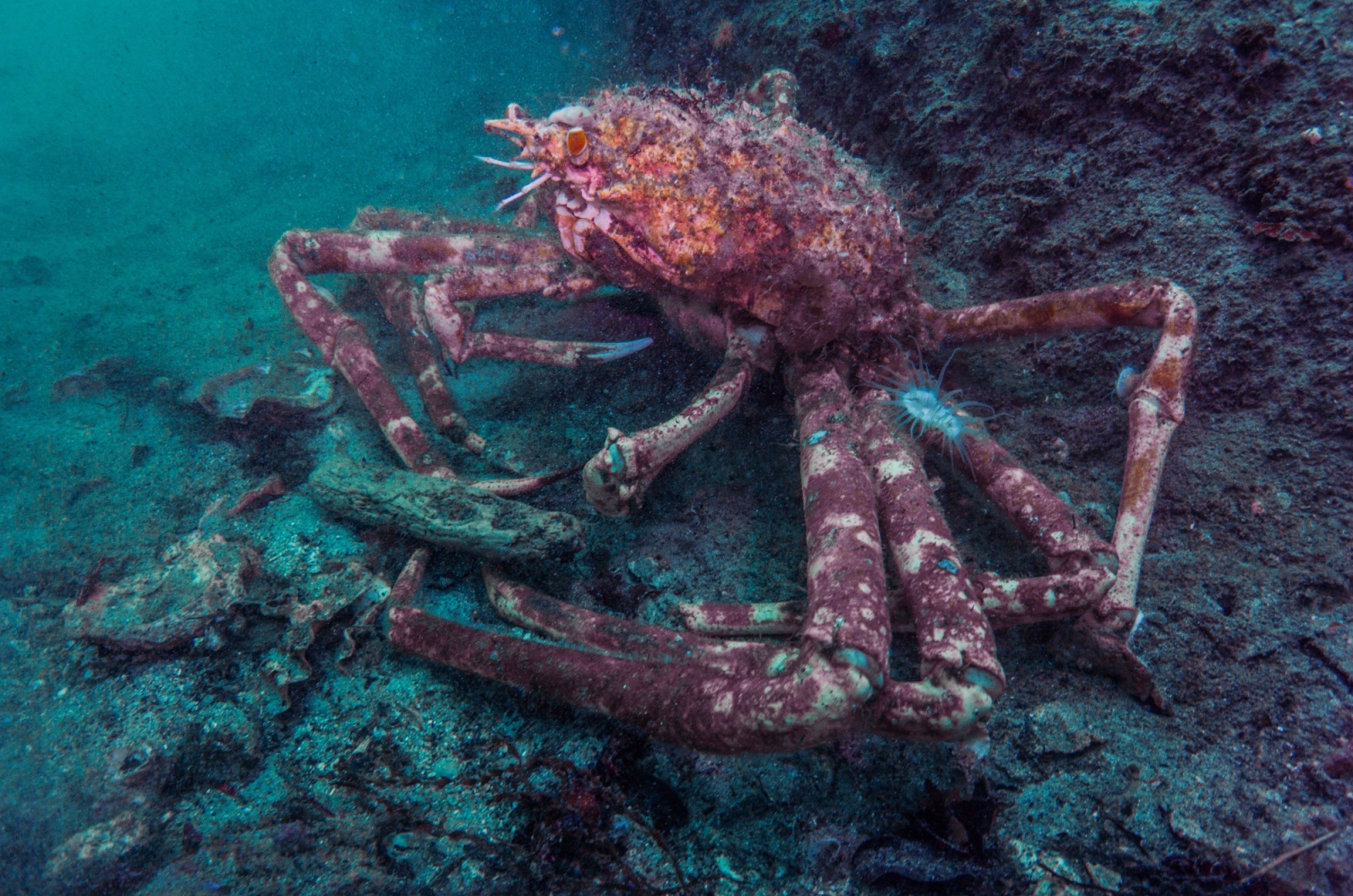 Japanese Spider Crab