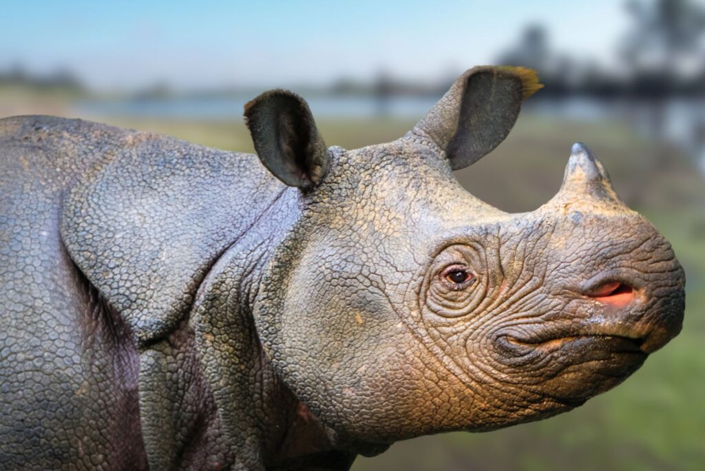 Javan Rhinoceros 