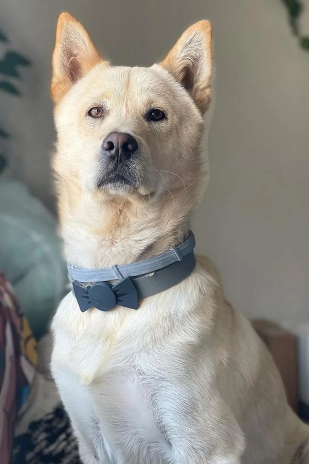 Jindo X Akita Inu