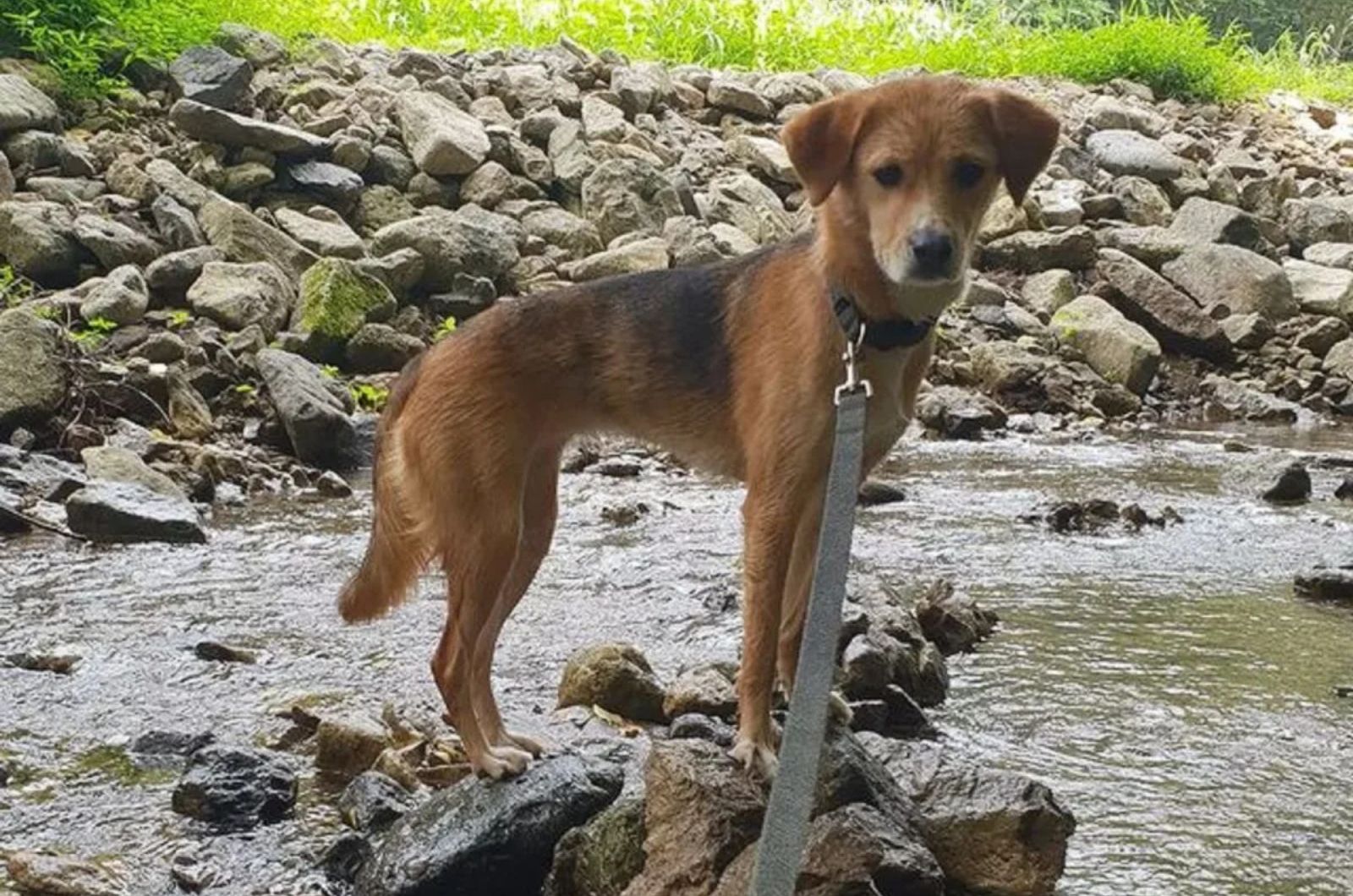 Jindo X Beagle