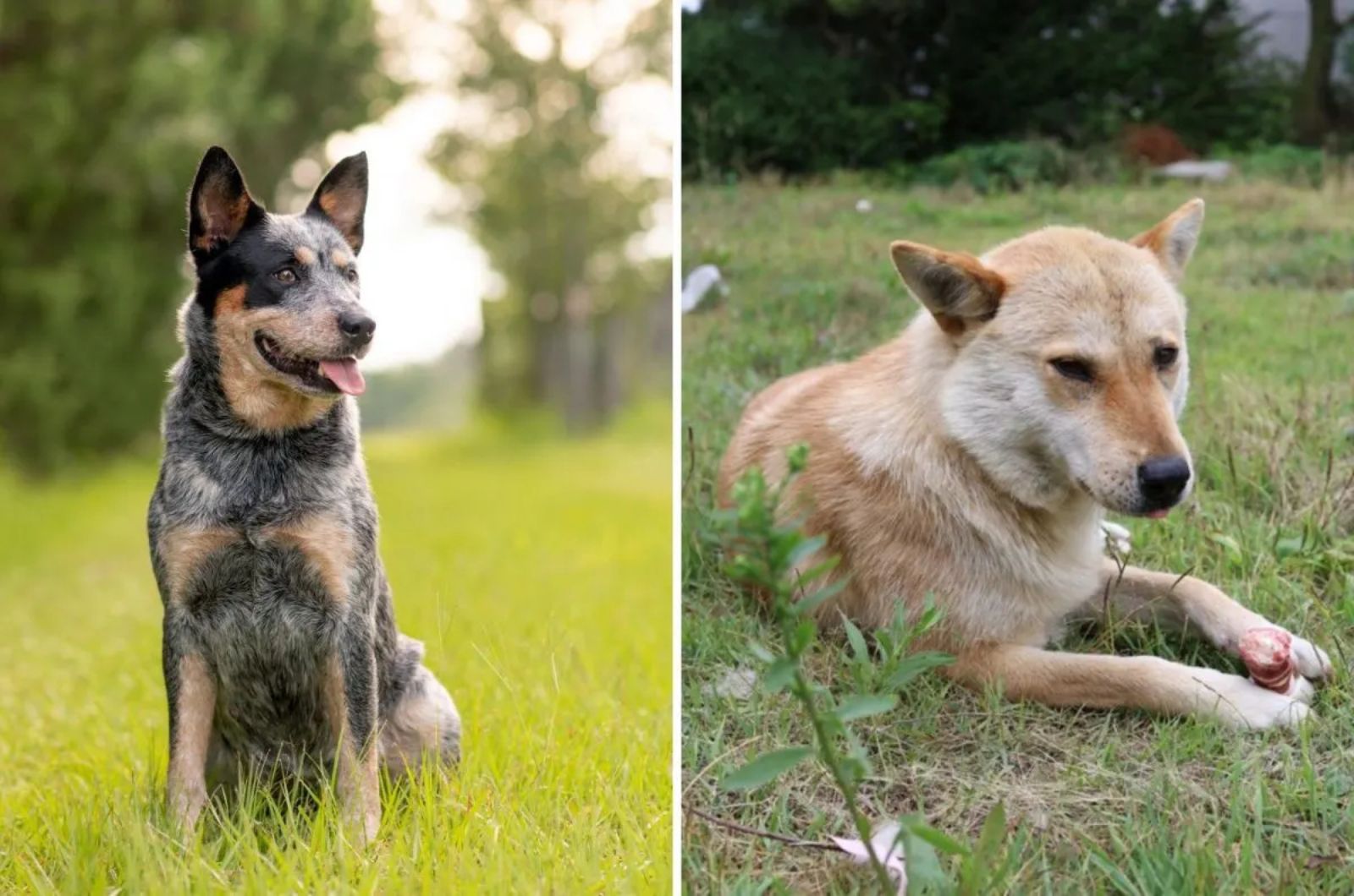 Jindo X Blue Heeler