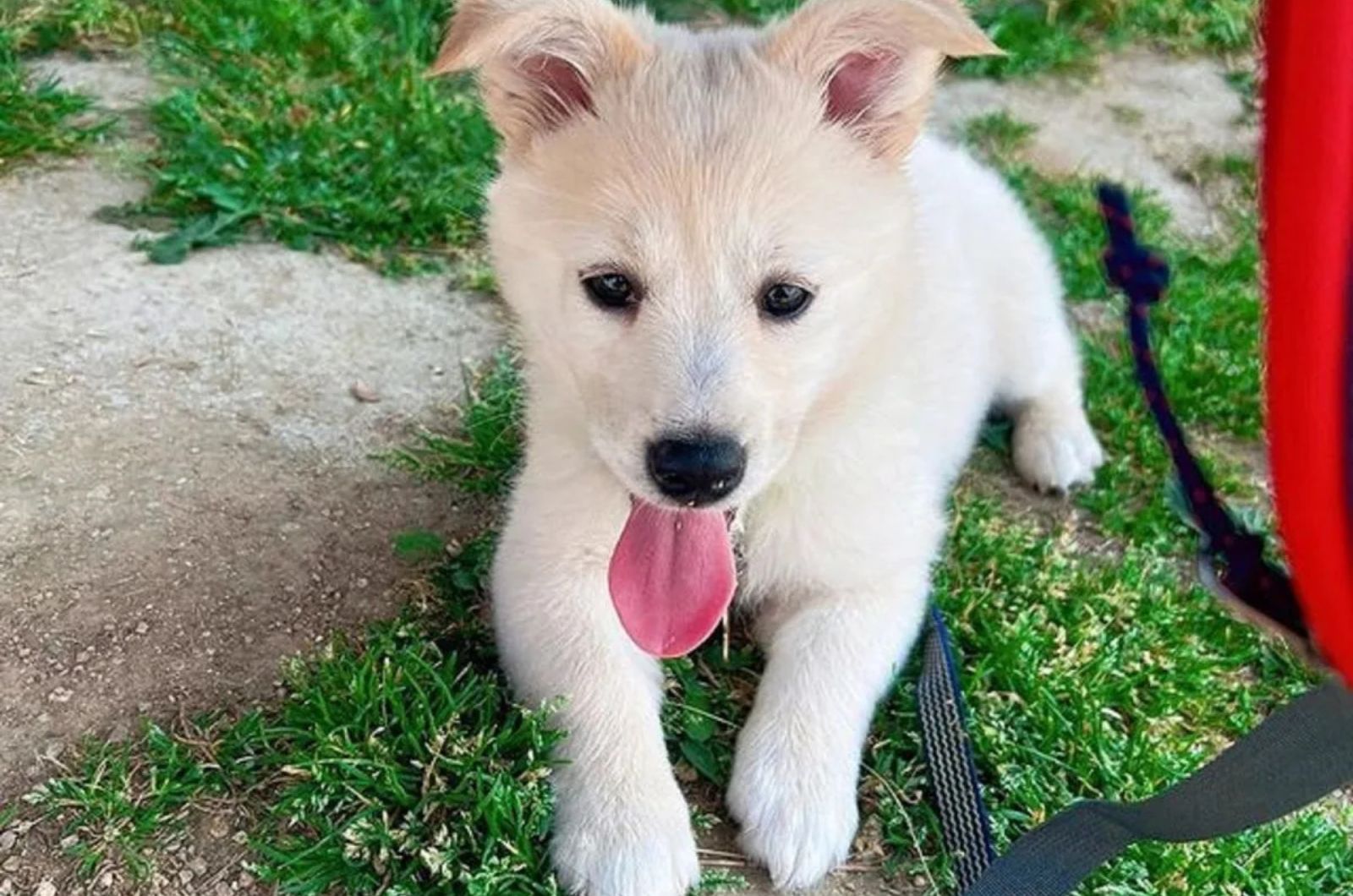 Jindo X Corgi