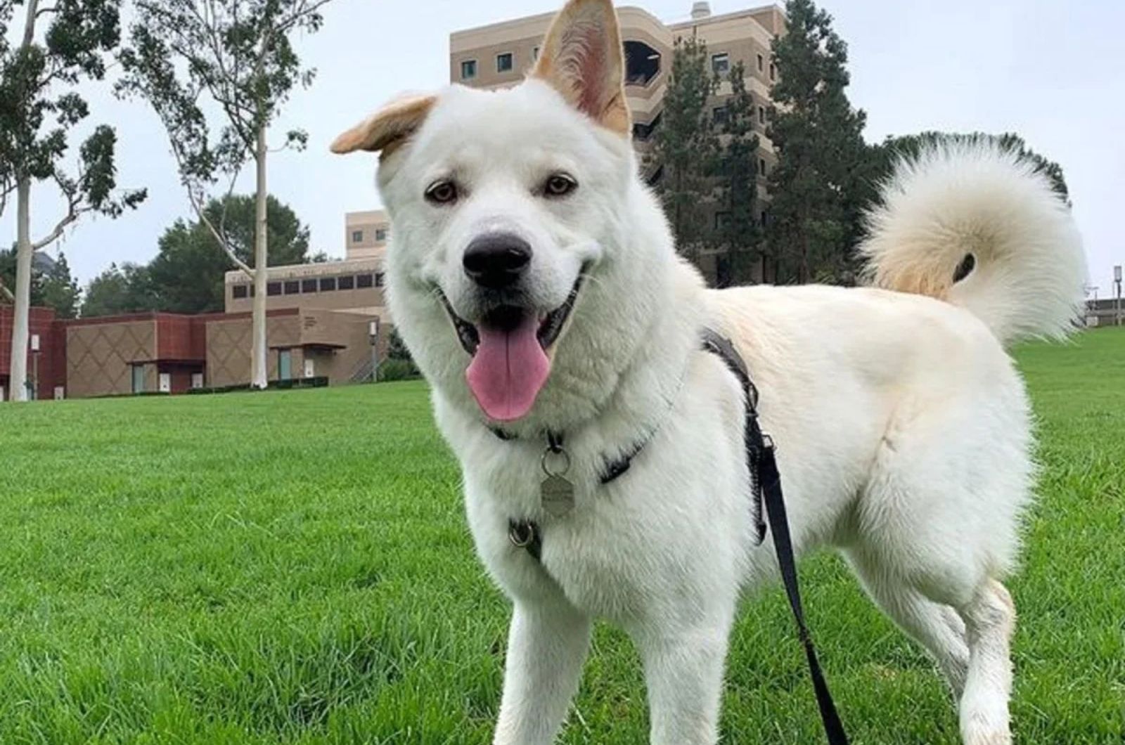 Jindo X German Shepherd