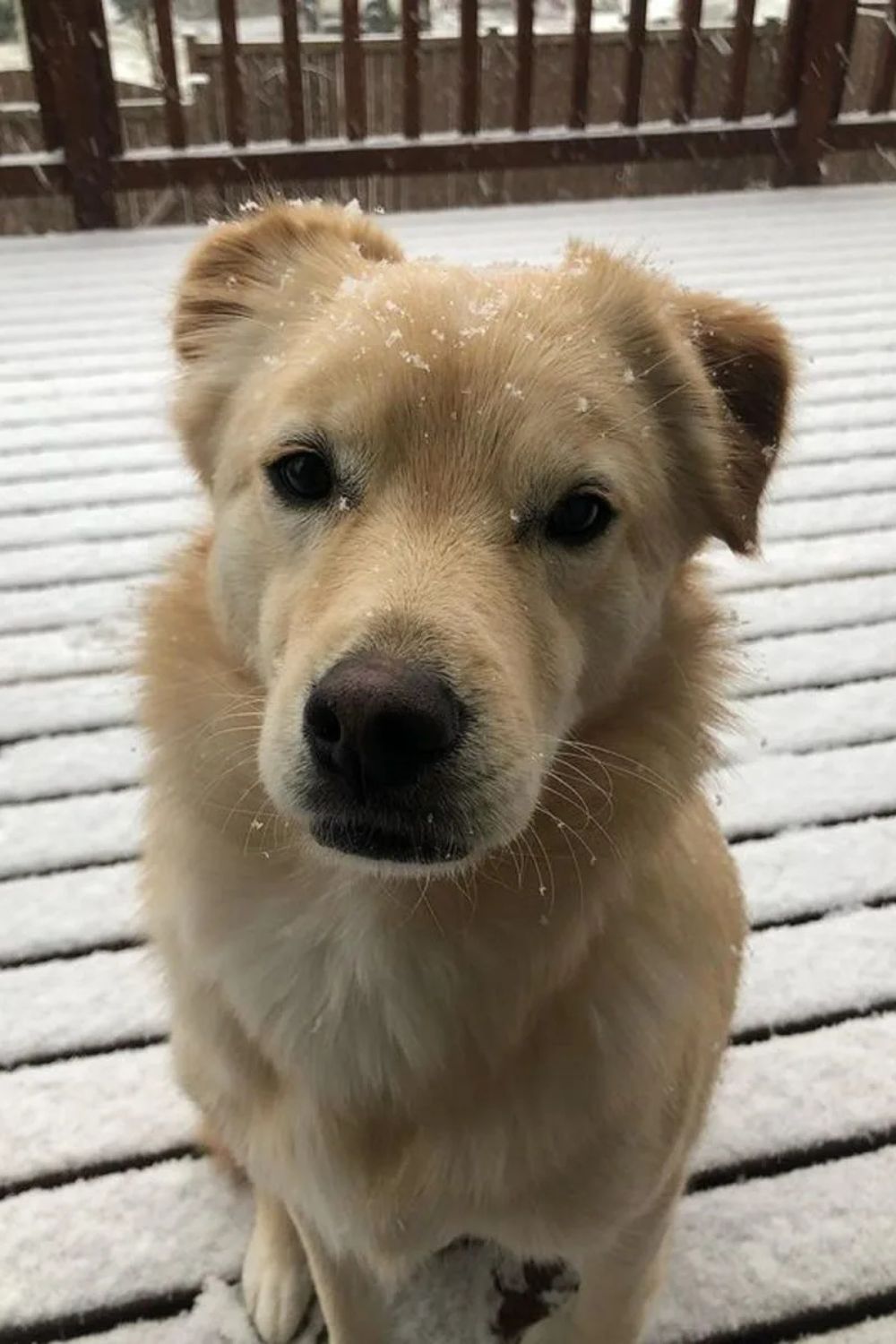 Jindo X Golden Retriever