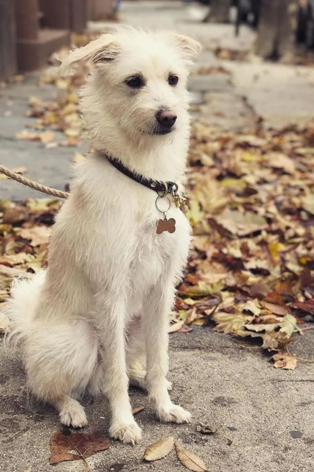 Jindo X Jack Russell Terrier