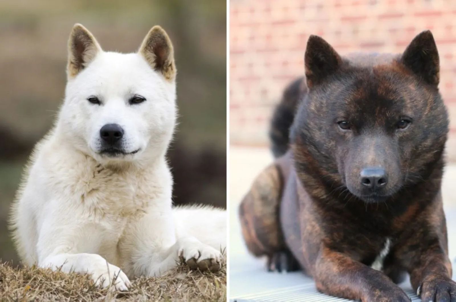 Jindo X Kai Ken