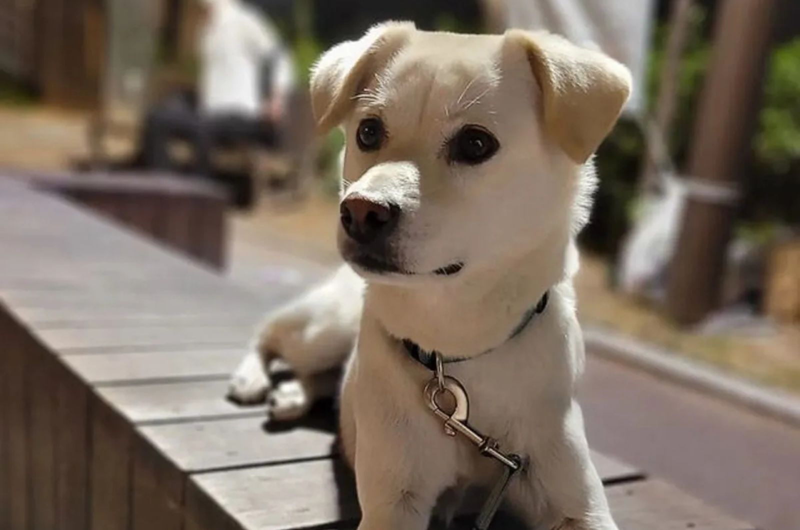 Jindo X Labrador Retriever