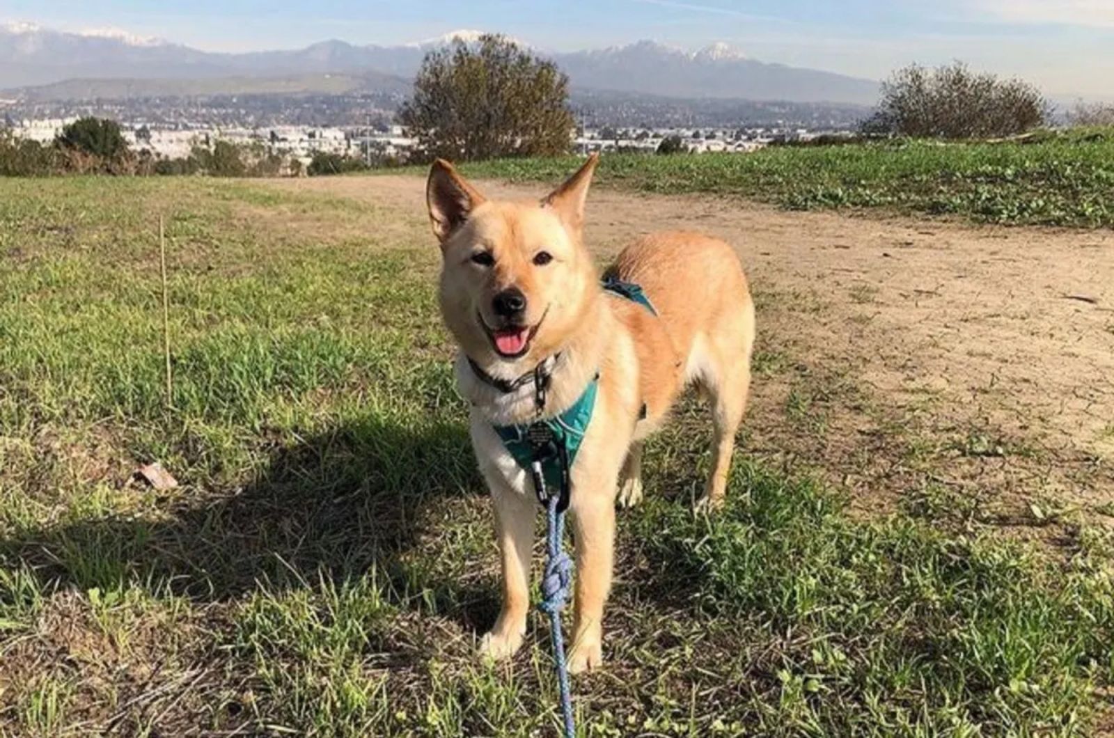 Jindo X Shiba Inu