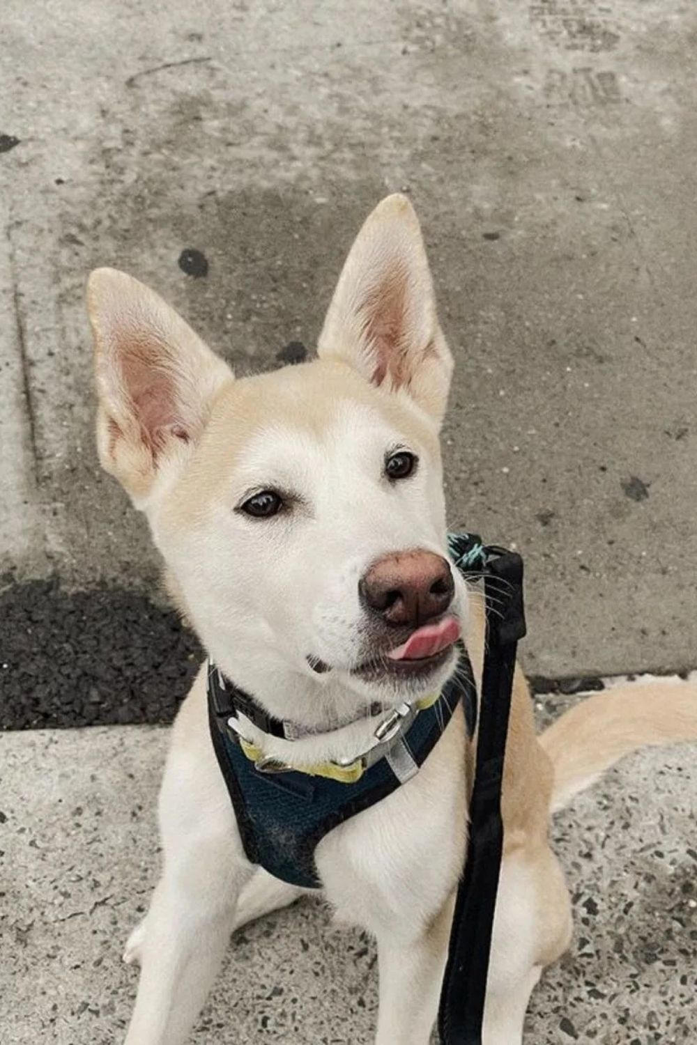 Jindo X Siberian Husky