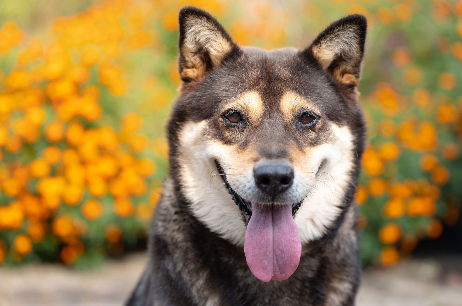 Jindo dog