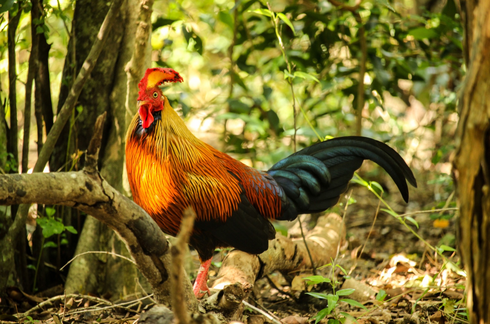 Jungle Fowl