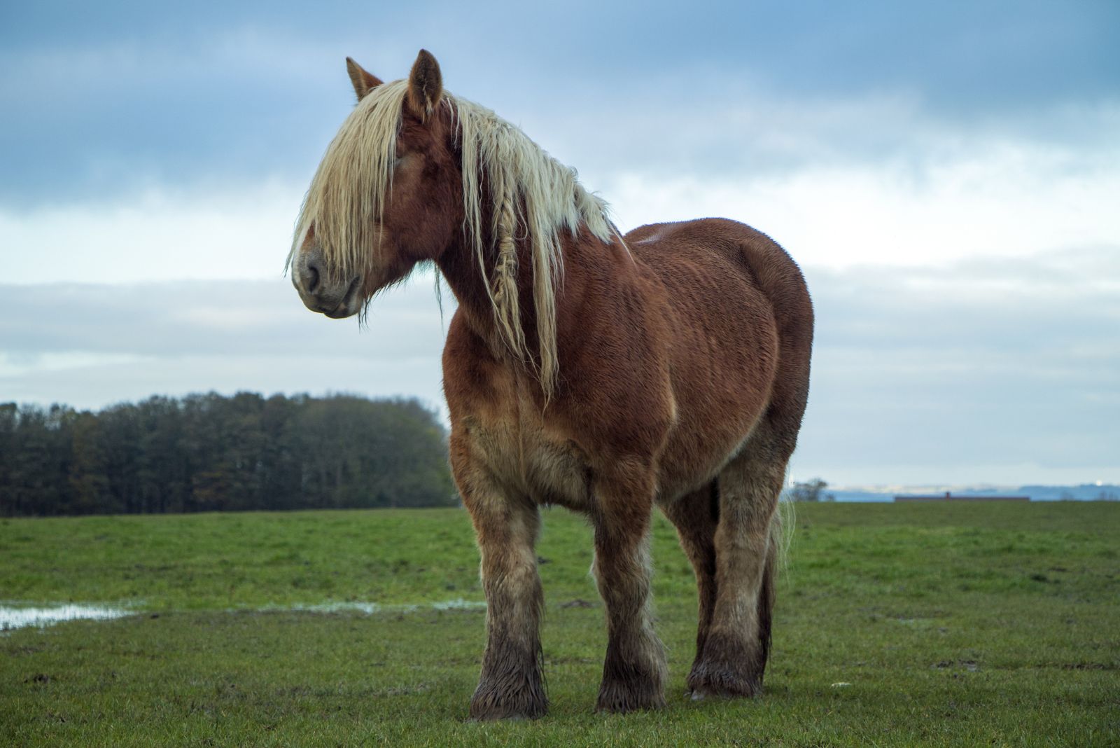 Jutland horse