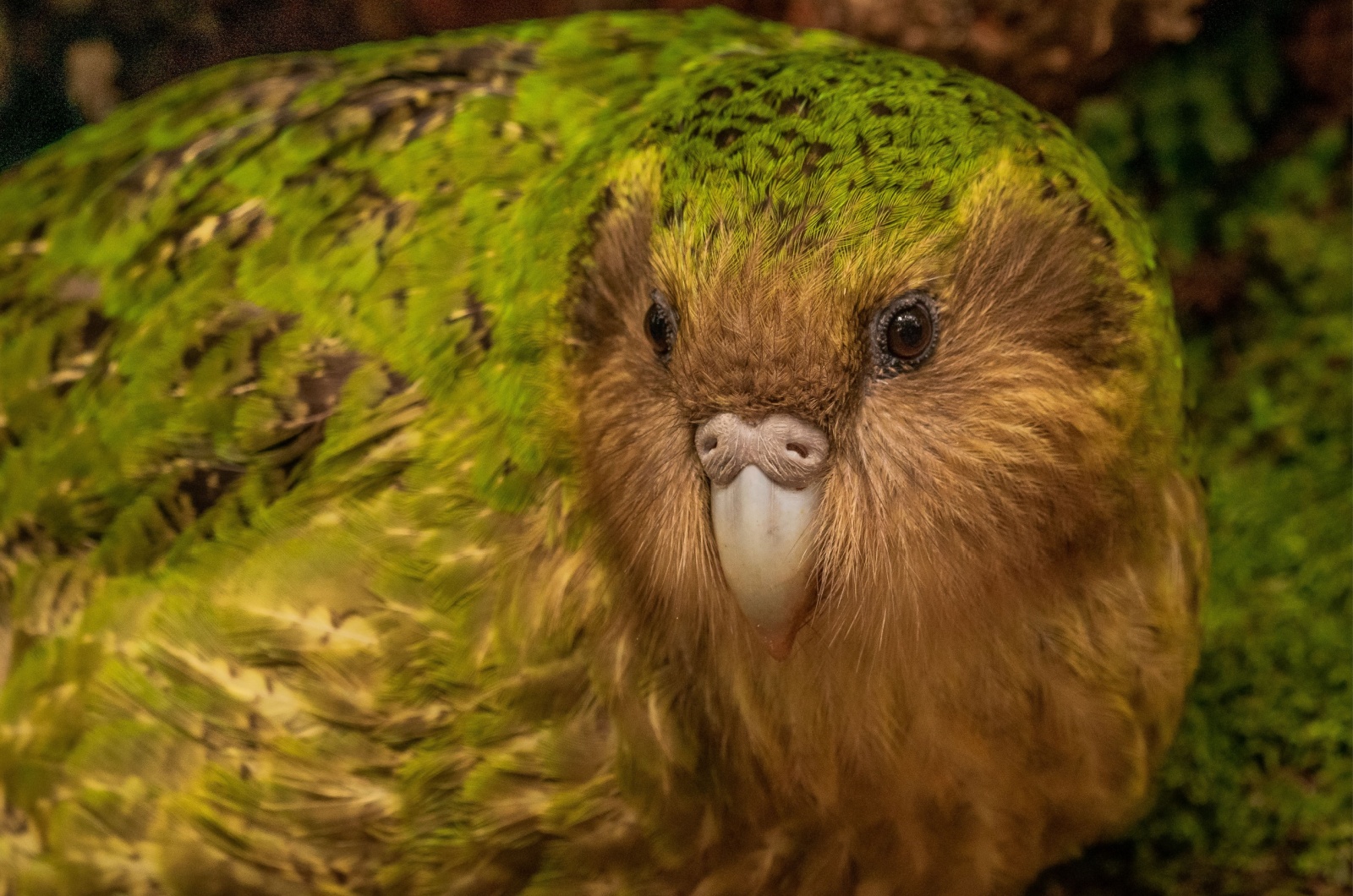 Kakapo