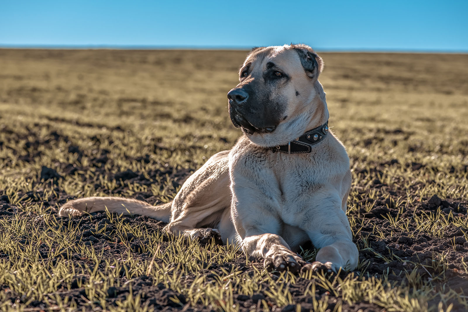 Kangal