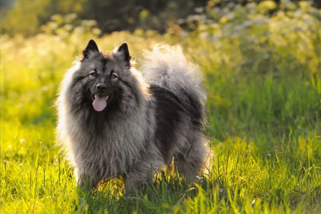 Keeshond