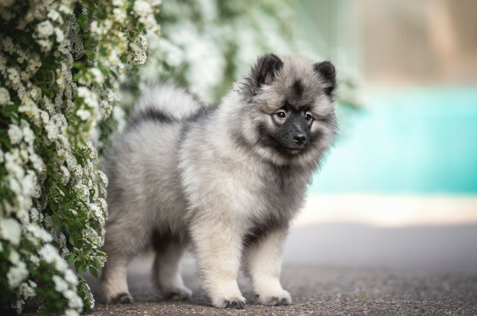 Keeshond