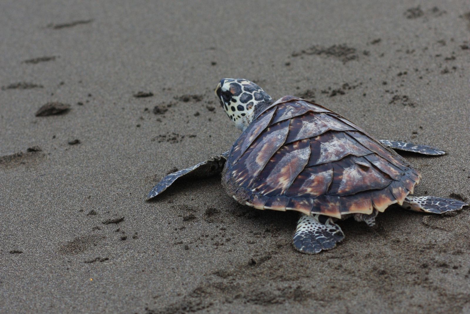 Kemp's Ridley Sea Turtle