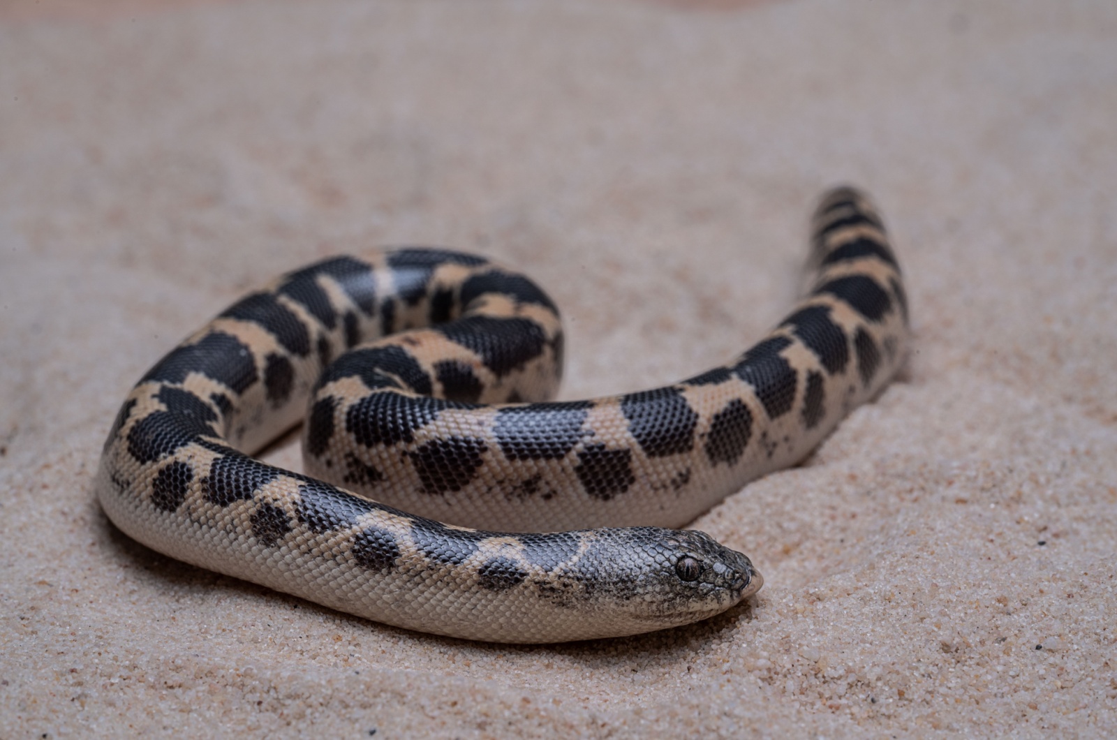 Kenyan sand boa