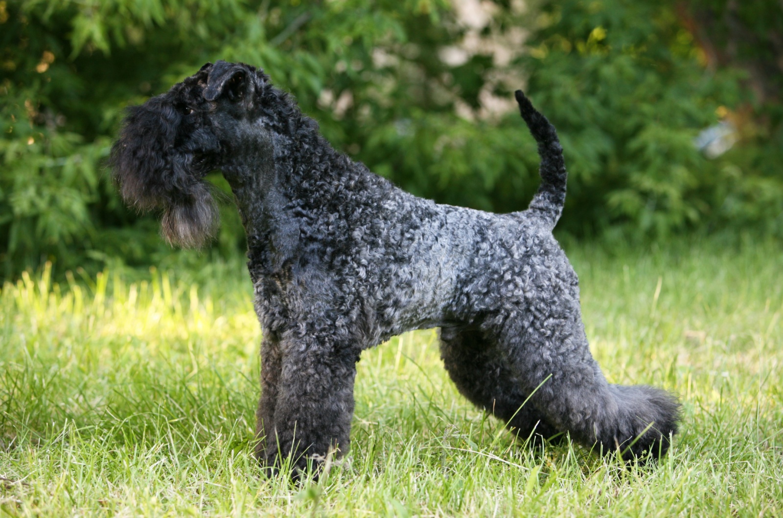 Kerry Blue Terrier