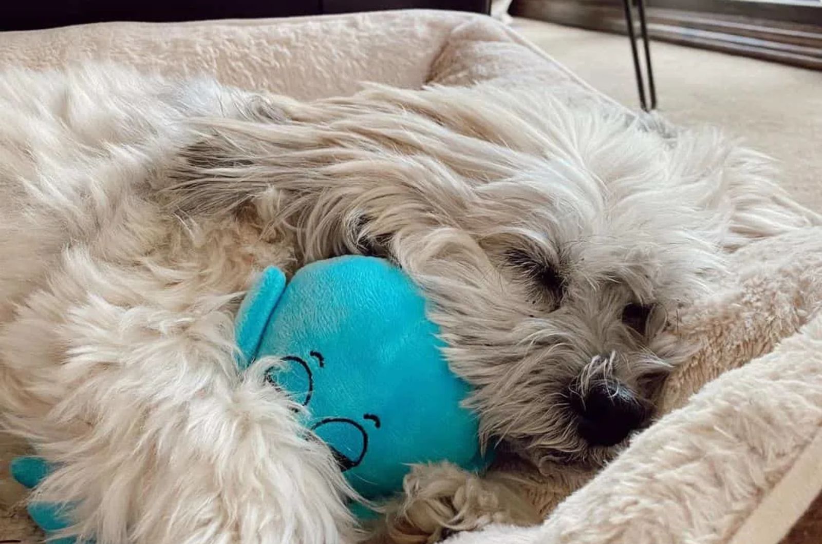 Kimola Lhasa Apso X American Eskimo