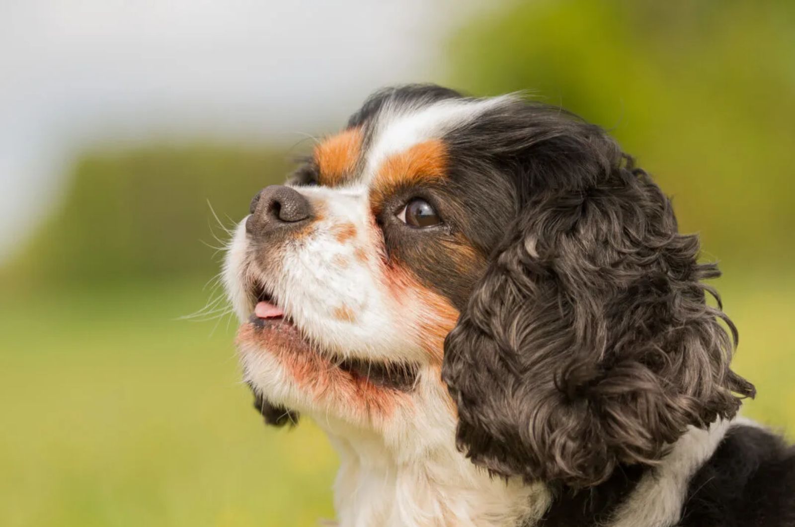 King Charles Yorkie