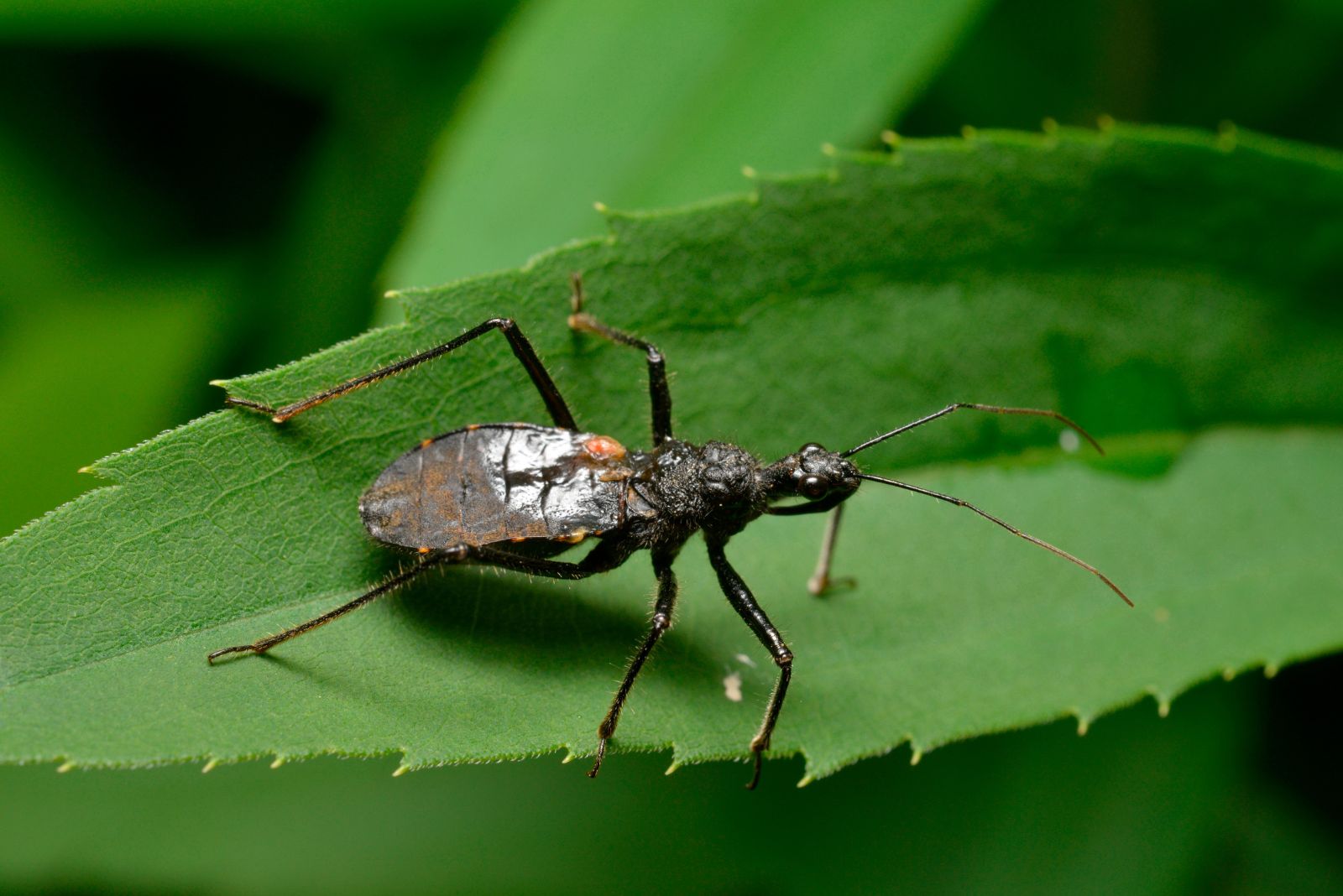 Kissing Bugs