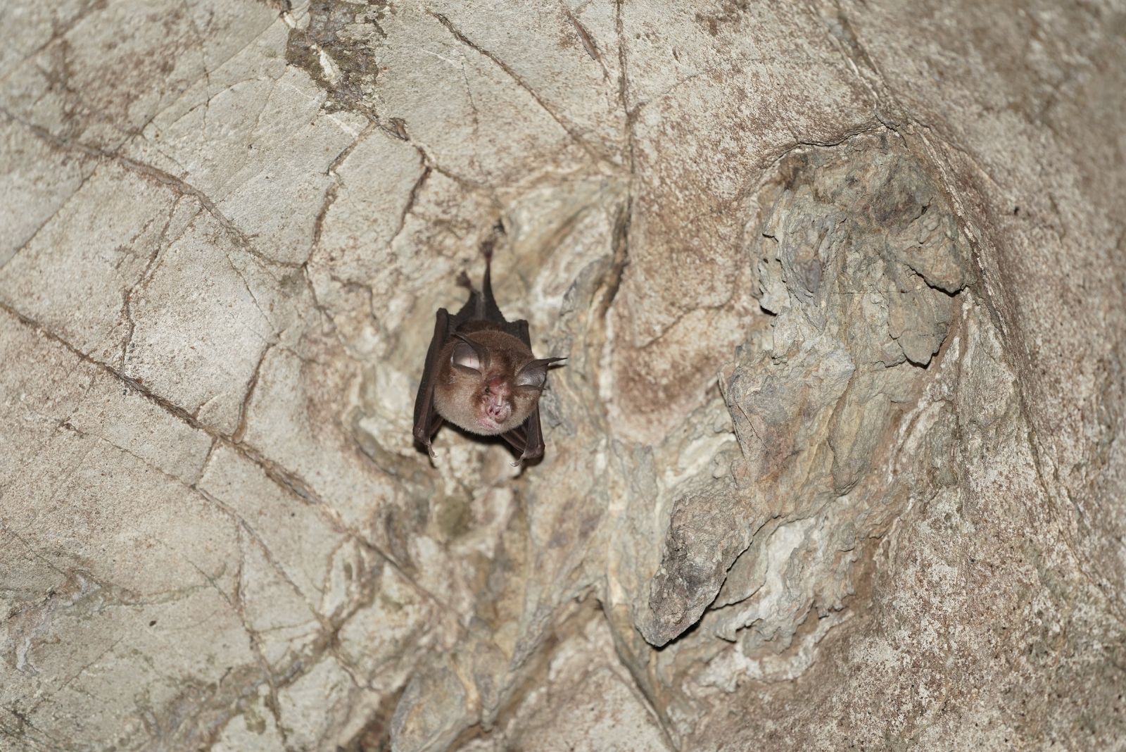 Kitti’s Hog-Nosed Bat