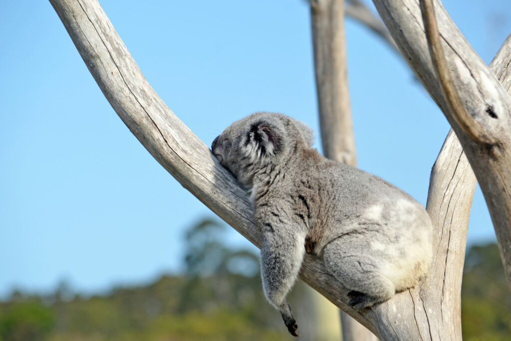 Koala