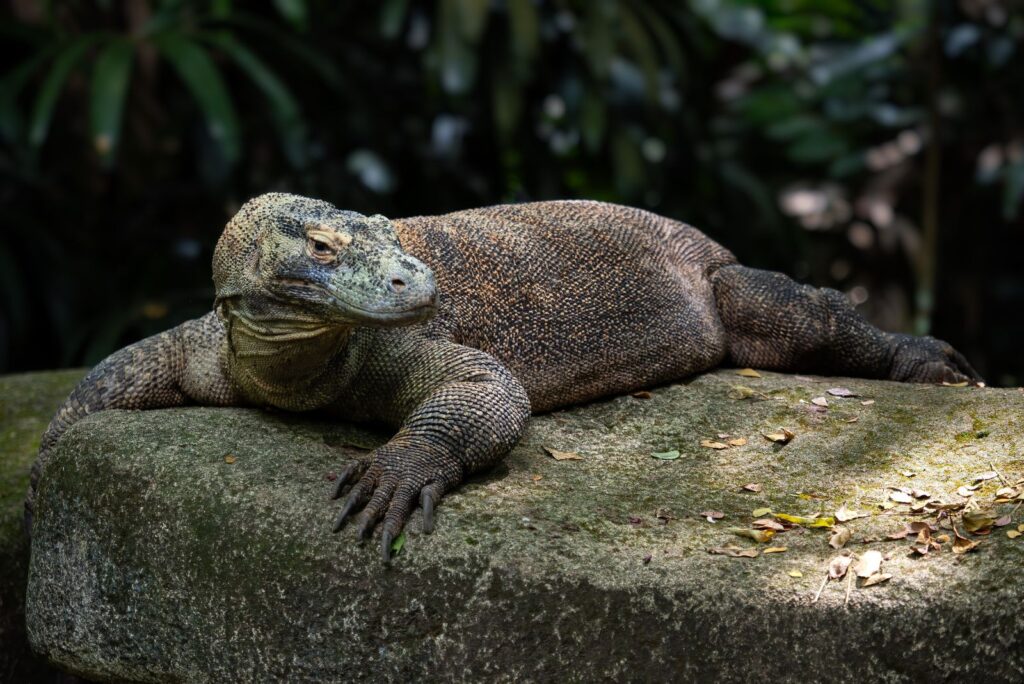 Komodo Dragon