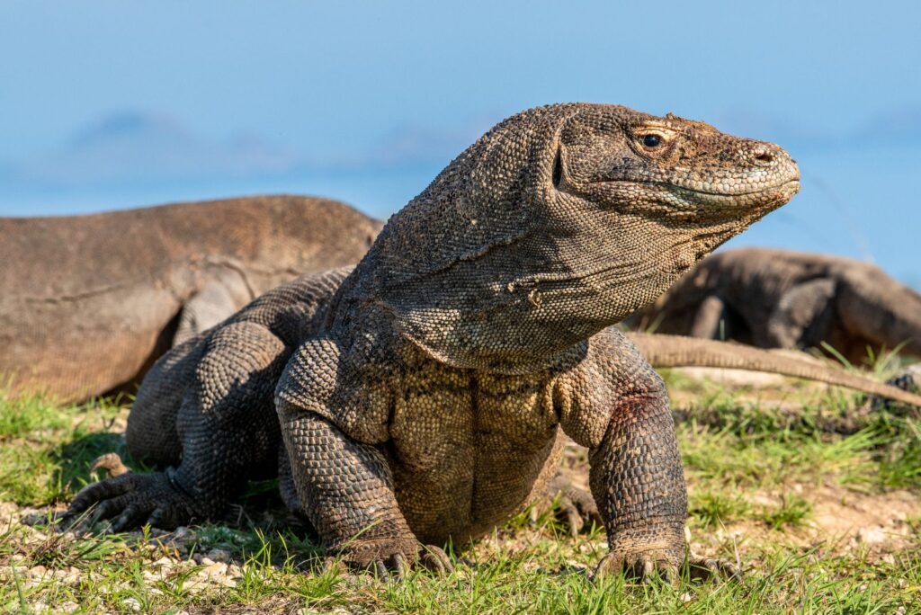 Komodo Dragon