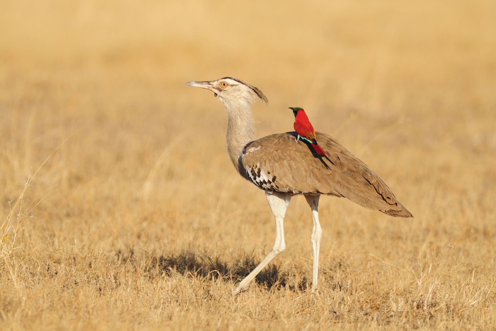 Kori bustard