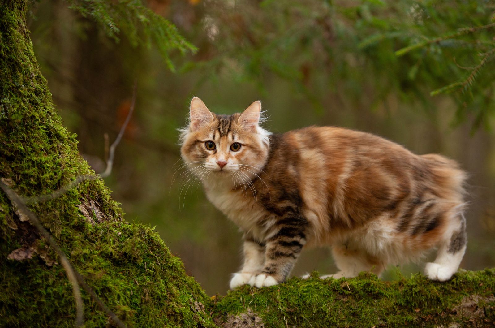 Kurilian Bobtail