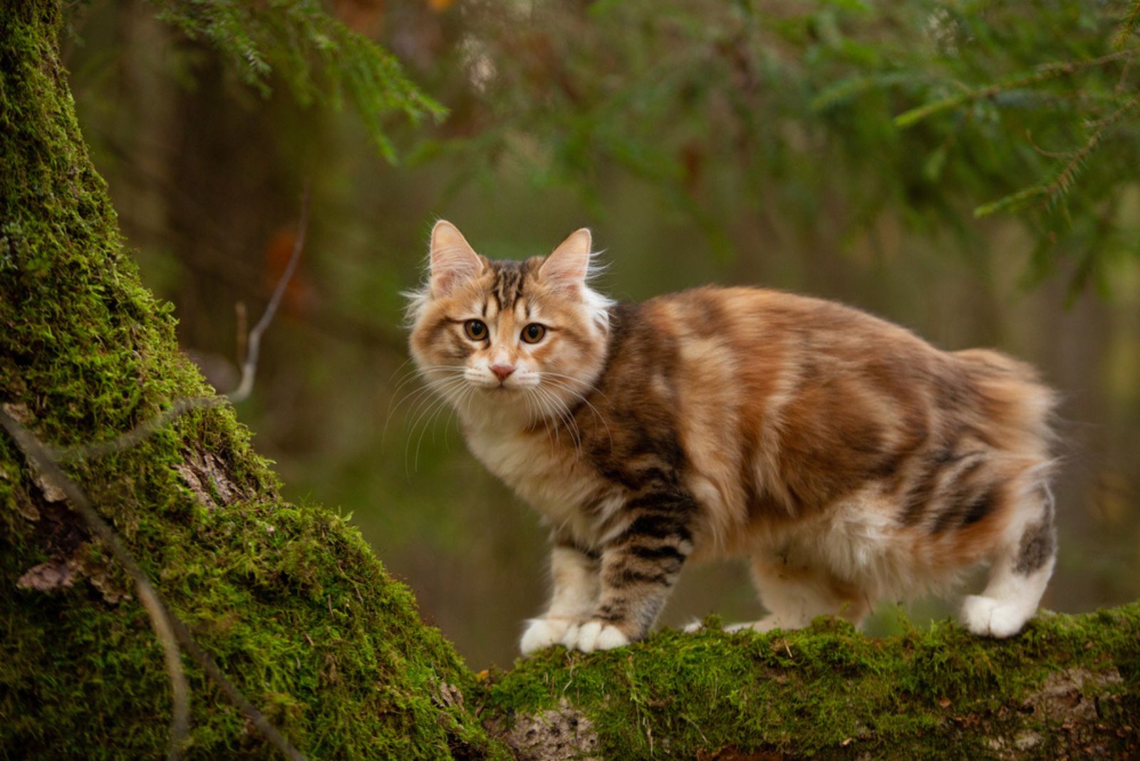 Kurilian Bobtail Cat