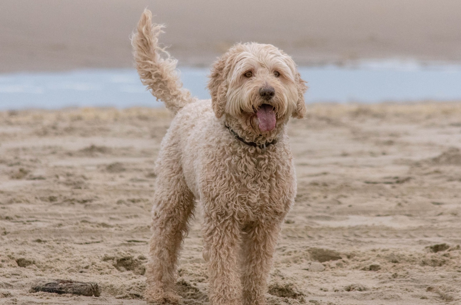 Labradoodle