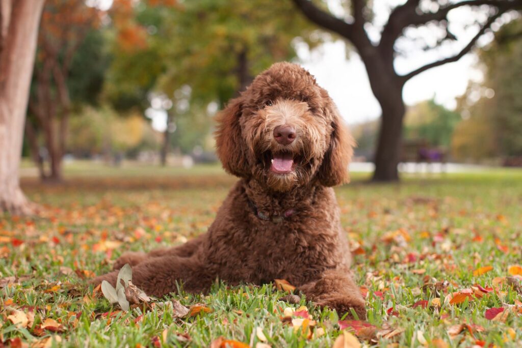 Labradoodle