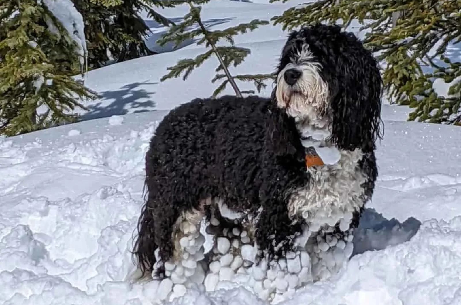 Labradoodle X Bernese Mountain Dog Mix