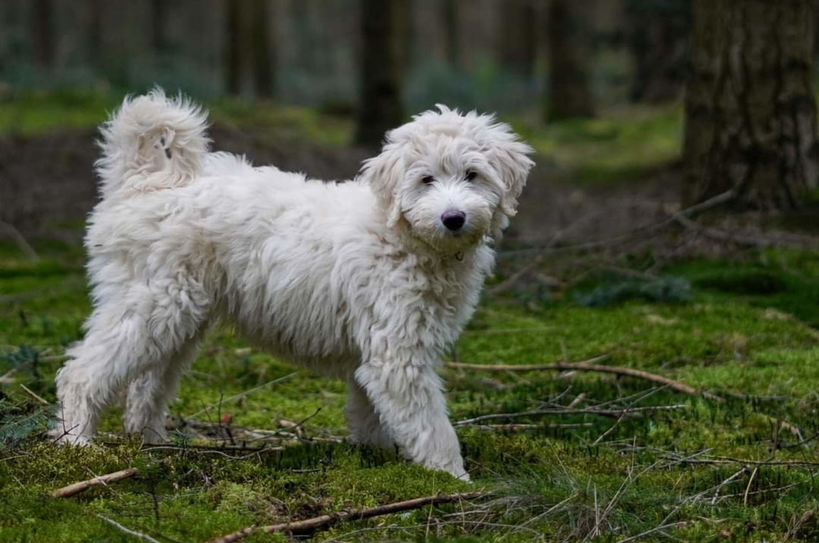 Labradoodle