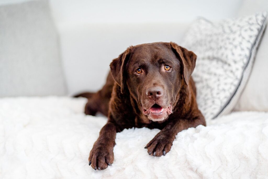 Labrador Retriever