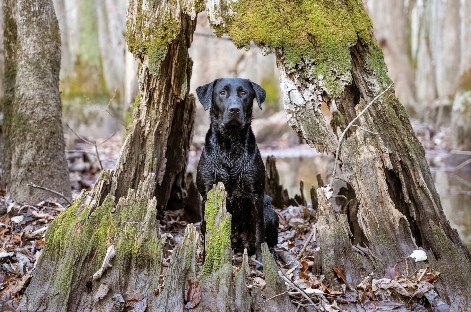 Labrador Retriever