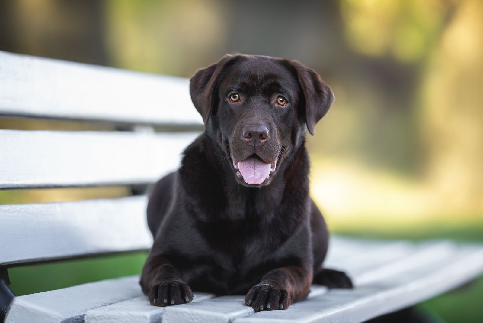 Labrador Retriever