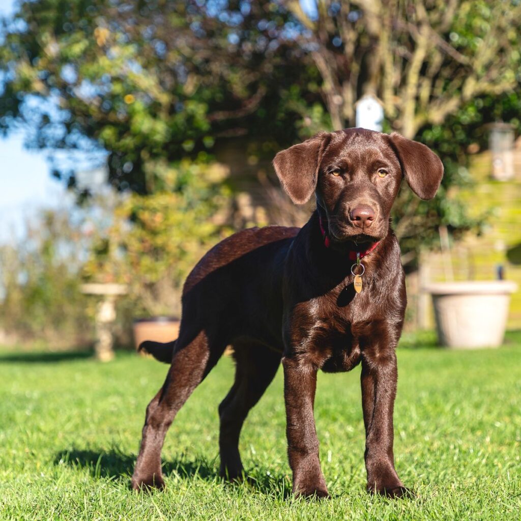 Labrador Retriever