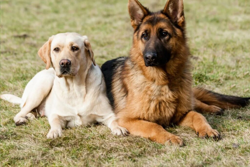 Labrador Retriever