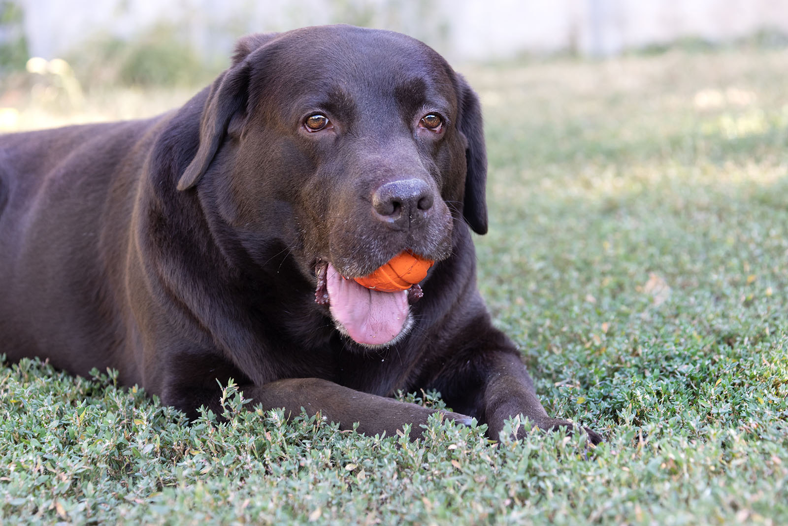 Labrador Retriever