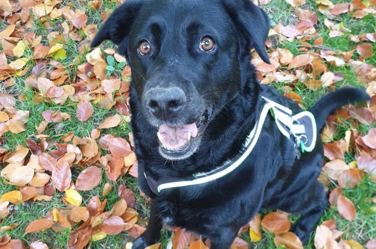 Labrador Retriever X Bernese Mountain Dog Mix