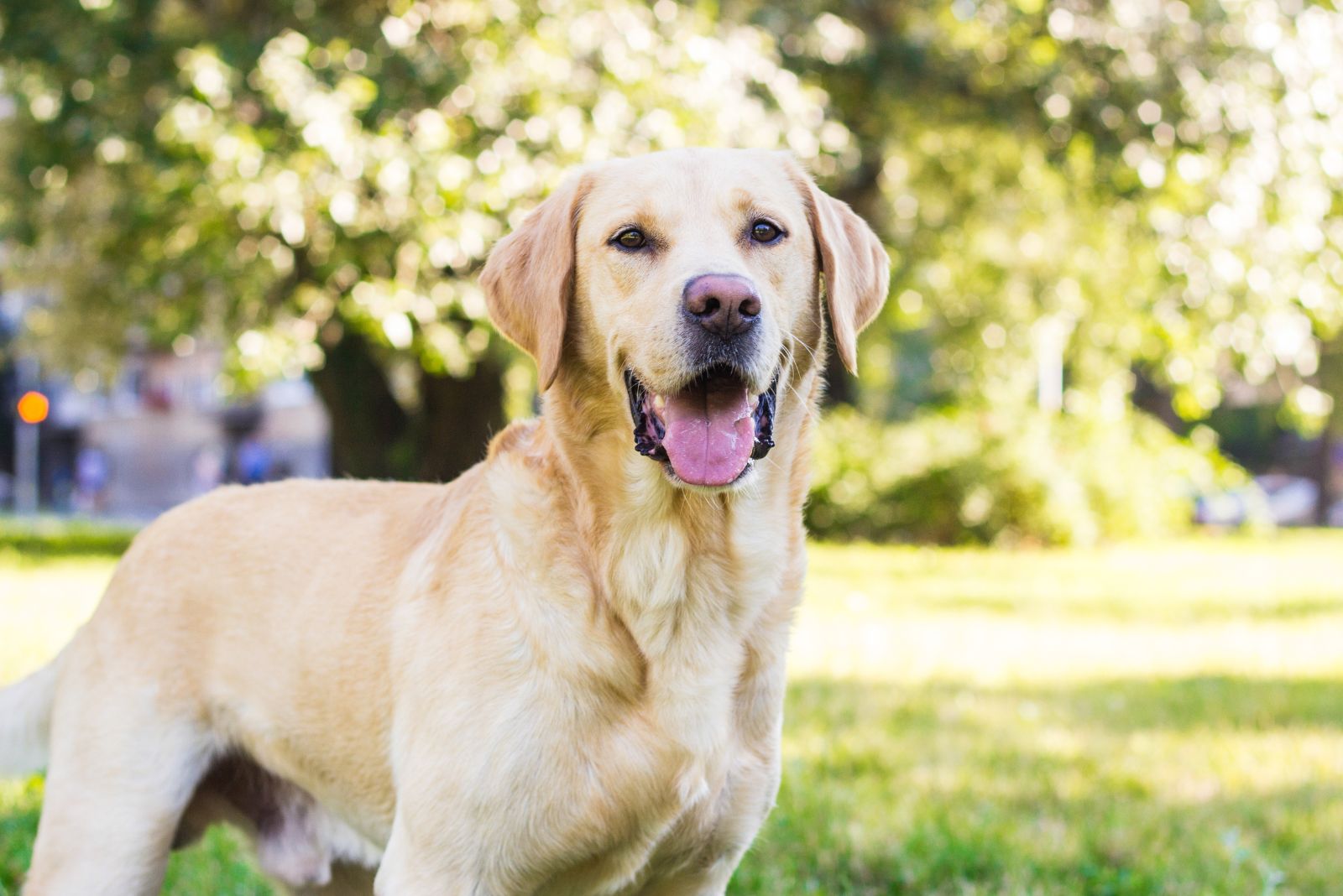 Labrador Retriever dog outdoor